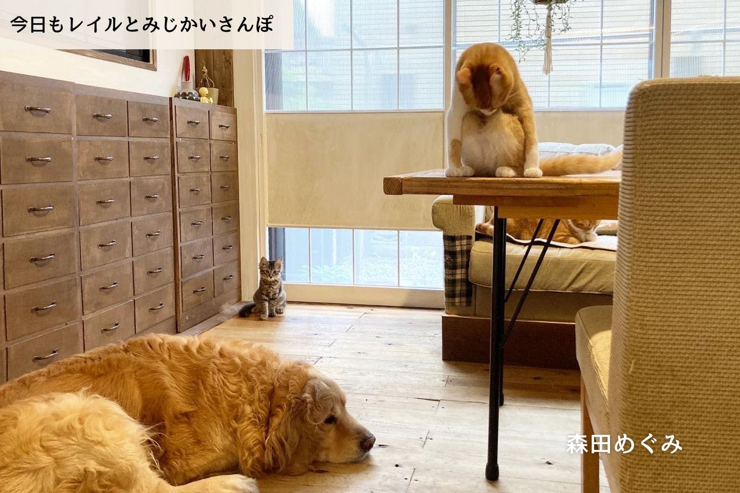 【連載】ほんとはみんな寂しいんだ｜森田めぐみ｜今日もレイルとみじかいさんぽ
