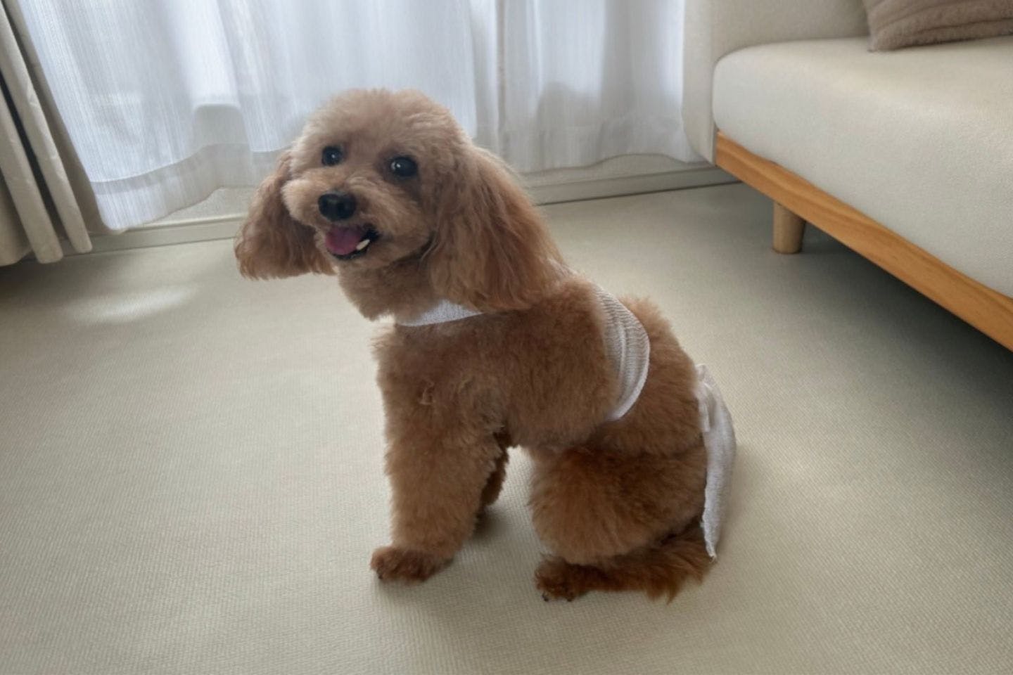 犬　ボディラップ（たすき掛け）