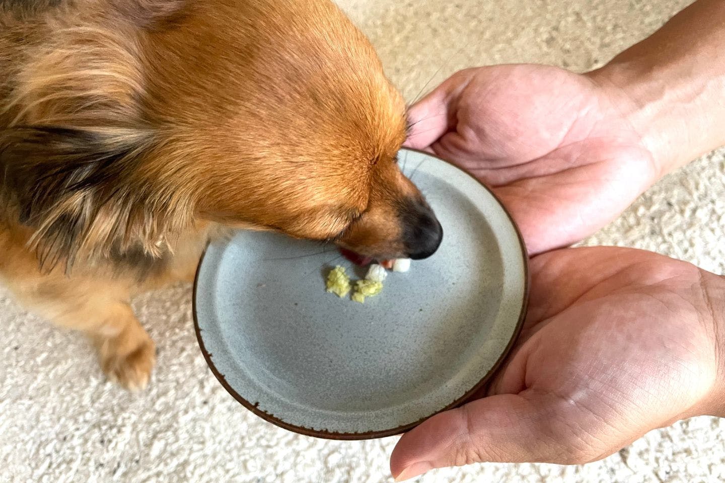 【レビュー】愛犬に「お月見うさぎ団子」を与えてみた！