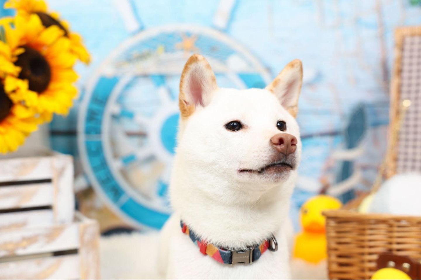 プロが引き出した新たな愛犬の表情 プロが引き出した新たな愛犬の表情