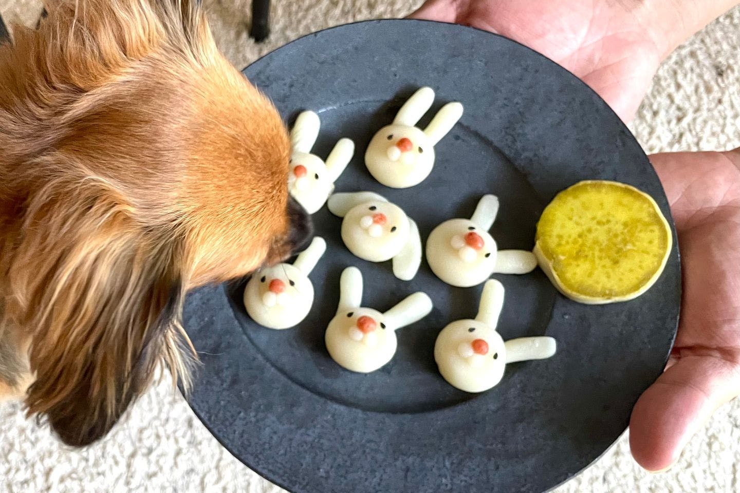 【レビュー】愛犬に「お月見うさぎ団子」を与えてみた！