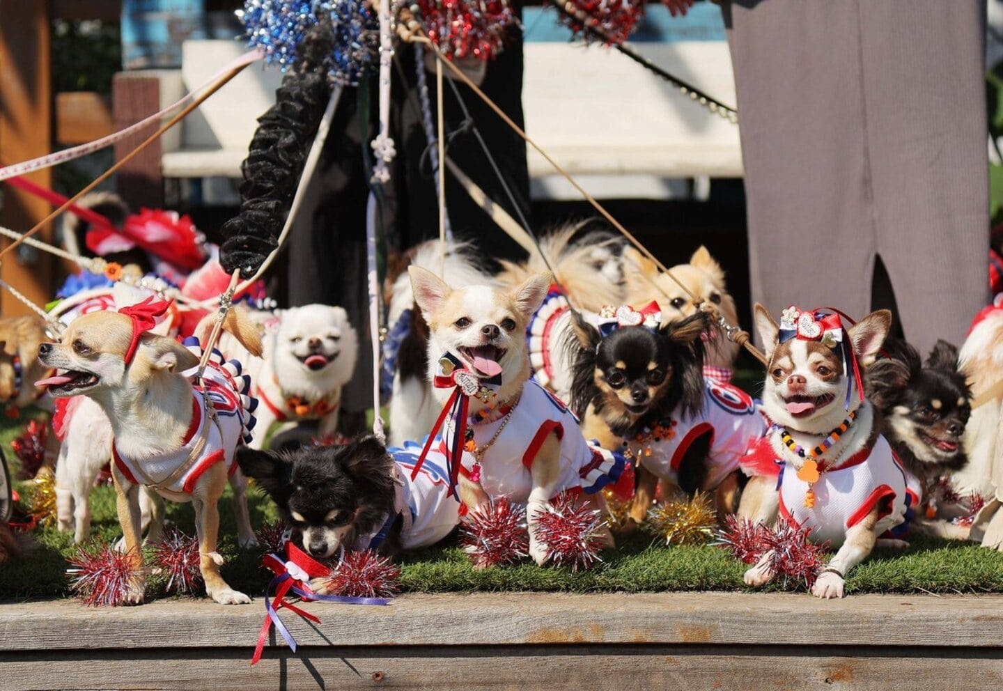 【2025/10/12】チワワEXPO 2025 HALLOWEEN(東京) 【2025/10/12】チワワEXPO 2025 HALLOWEEN(東京)