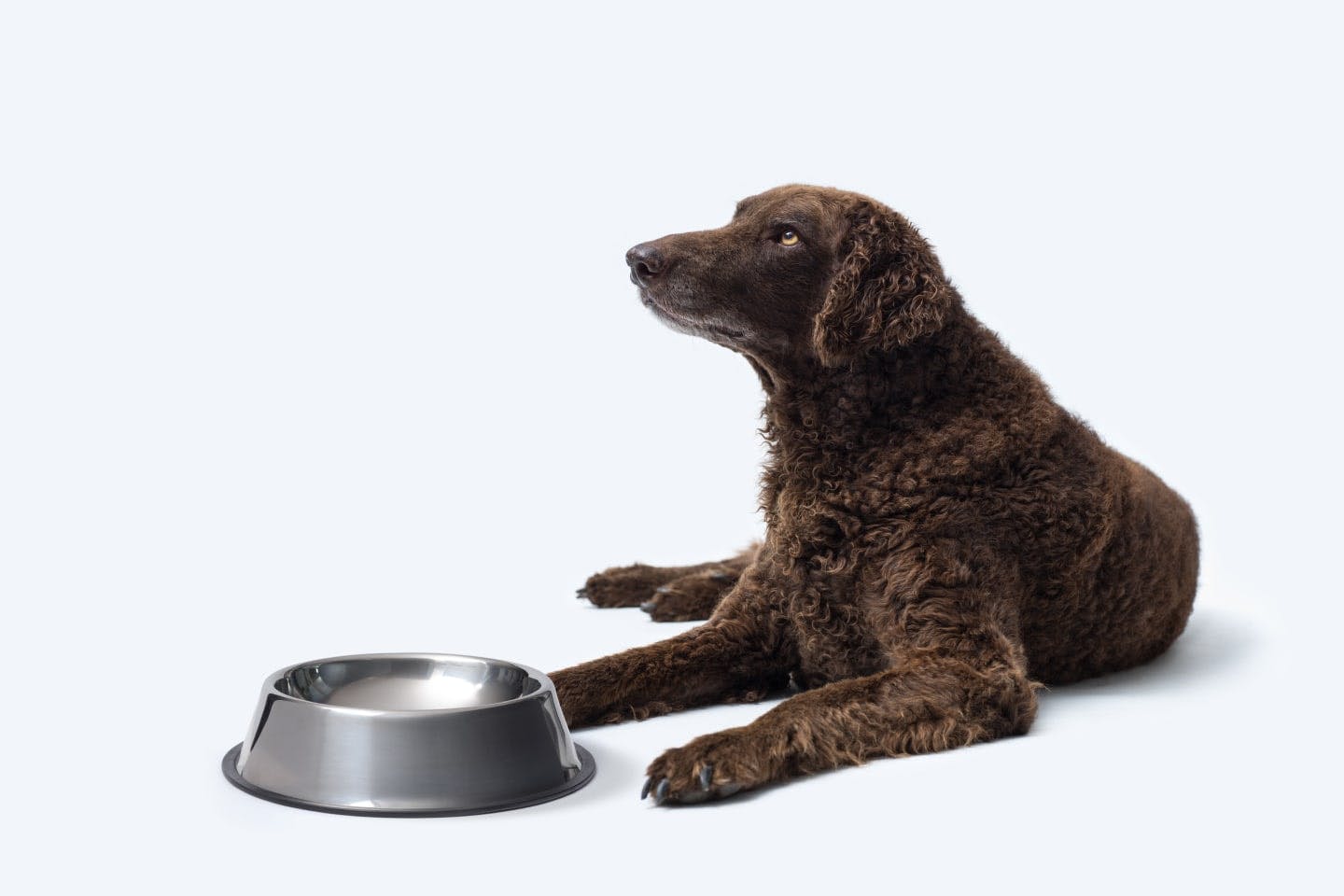 愛犬に人間用のツナ缶は与えないほうがいい理由