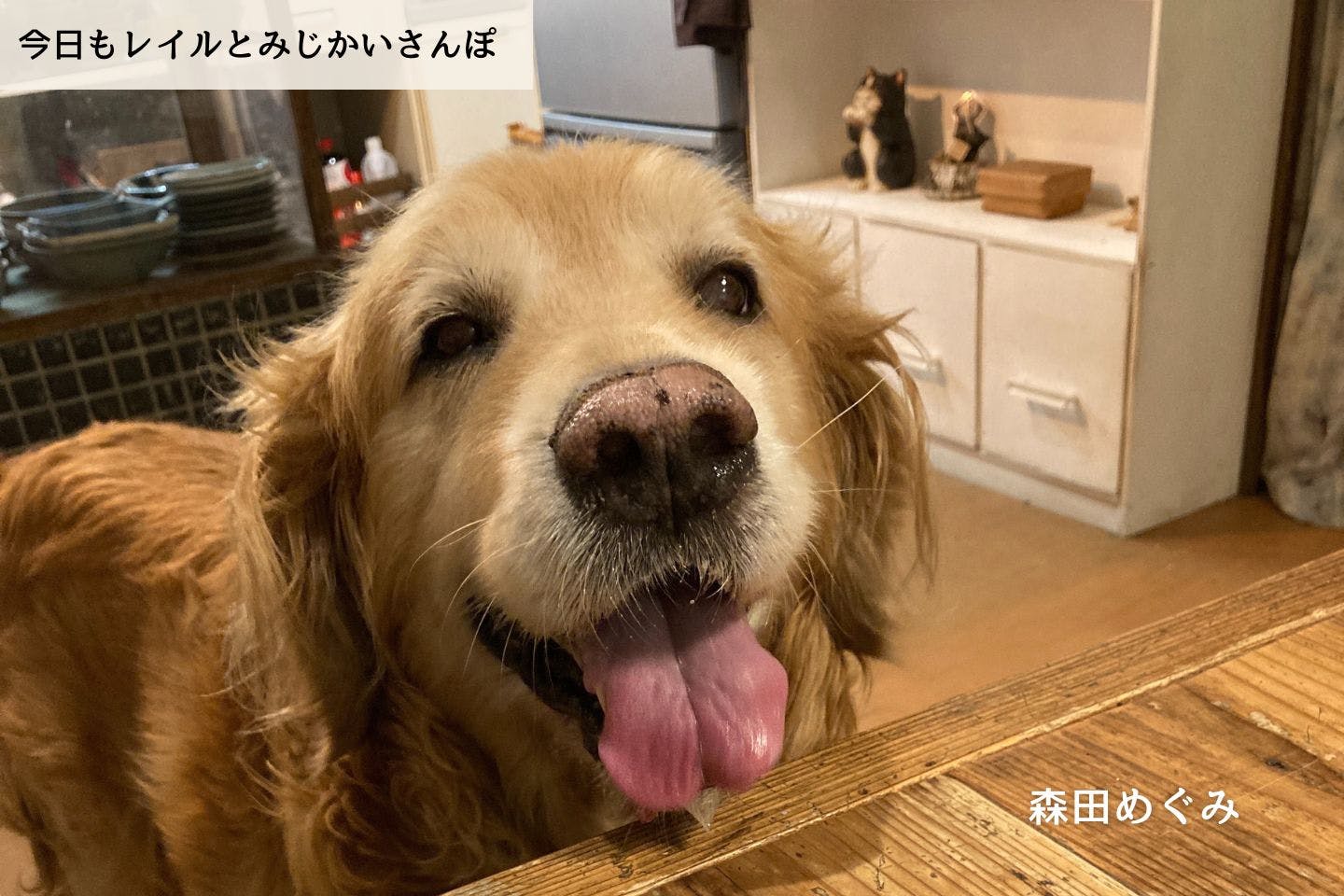 連載】最後の誕生日｜森田めぐみ｜今日もレイルとみじかいさんぽ