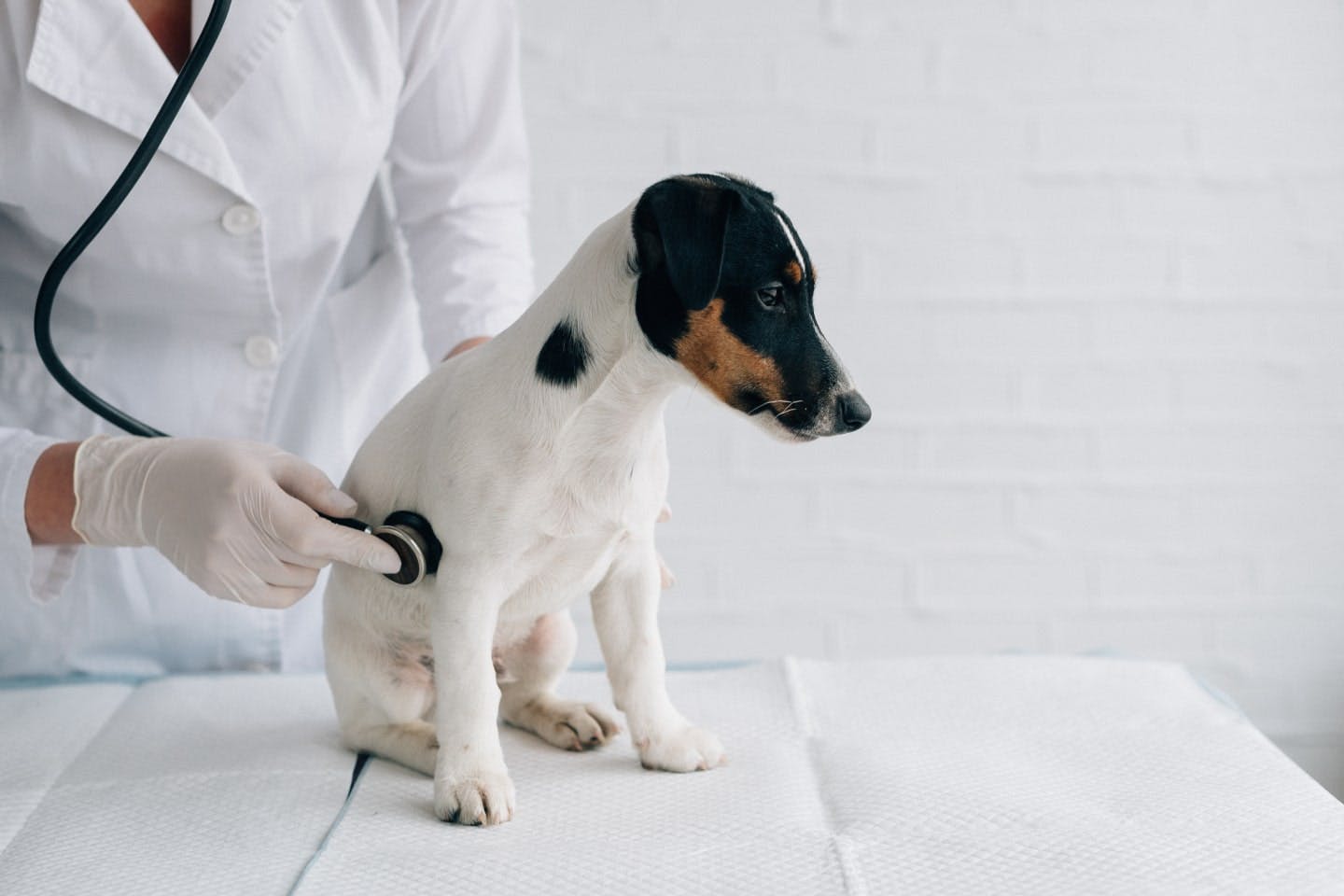 持病やアレルギーがある犬には、かまぼこを与えないで！