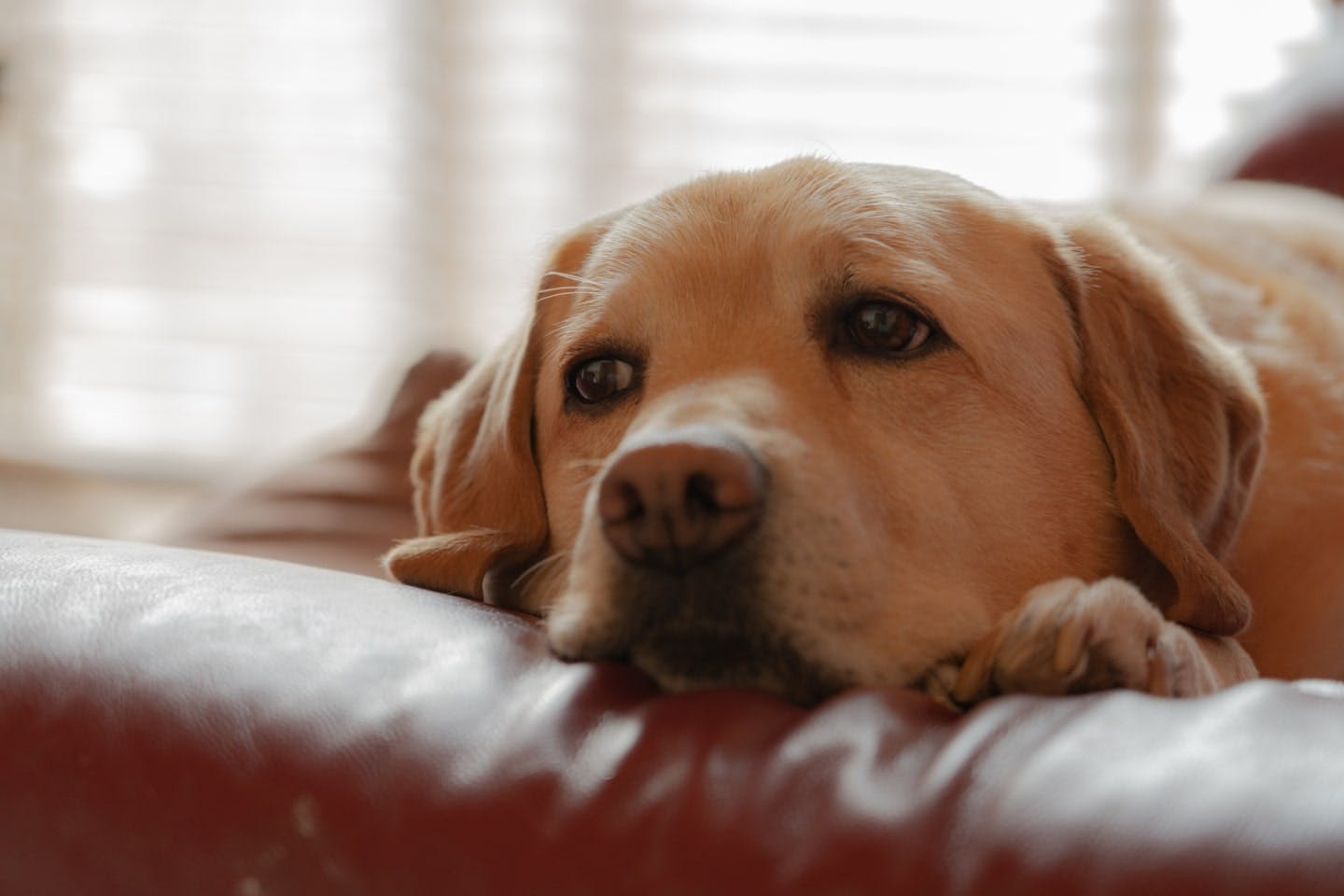 犬にツナ缶を与えた後、こんな時はすぐに獣医師に相談を！
