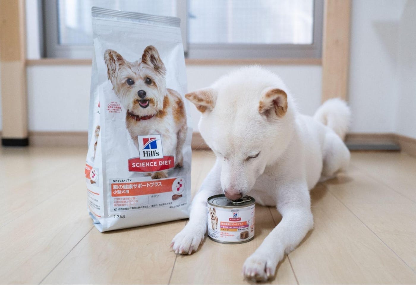 【犬の腸活入門】効果的なフード選びと成功のコツを獣医師が解説