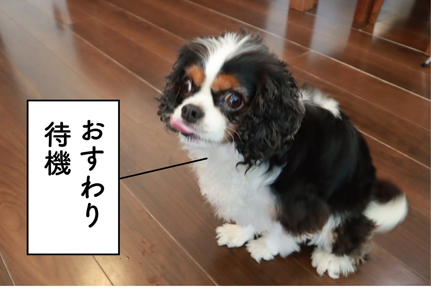 食いしん坊のウチの愛犬