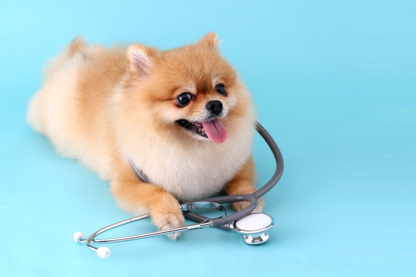 持病やアレルギーがある犬には、はんぺんを与えてはダメ! 持病やアレルギーがある犬には、はんぺんを与えてはダメ!