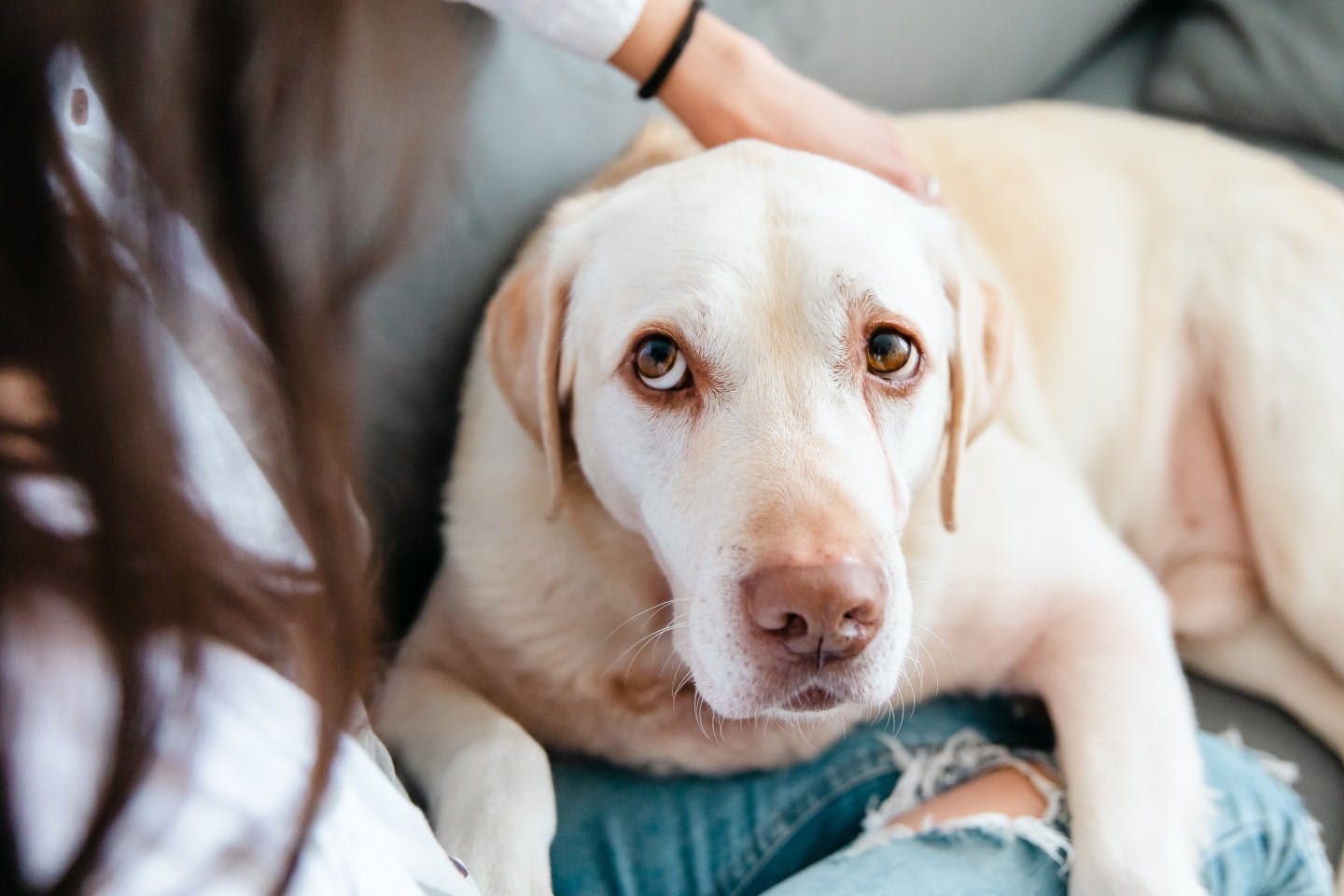 犬の白髪は減らせる？ 戻る？ 対策は栄養管理とストレスケアがポイント