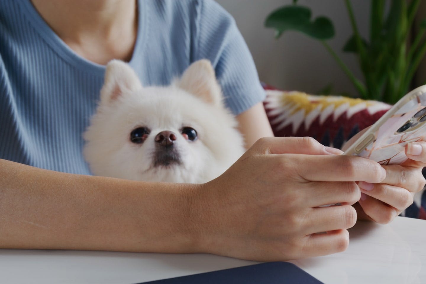 もし犬が明太子を食べた場合はどうしたらいい? まずは動物病院に相談して もし犬が明太子を食べた場合はどうしたらいい? まずは動物病院に相談して