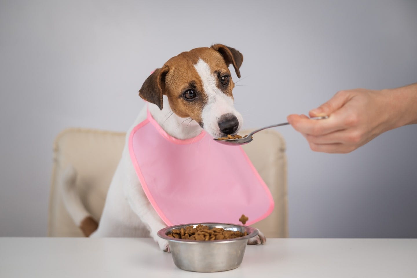 犬へのツナ缶・マグロの正しい与え方と適量