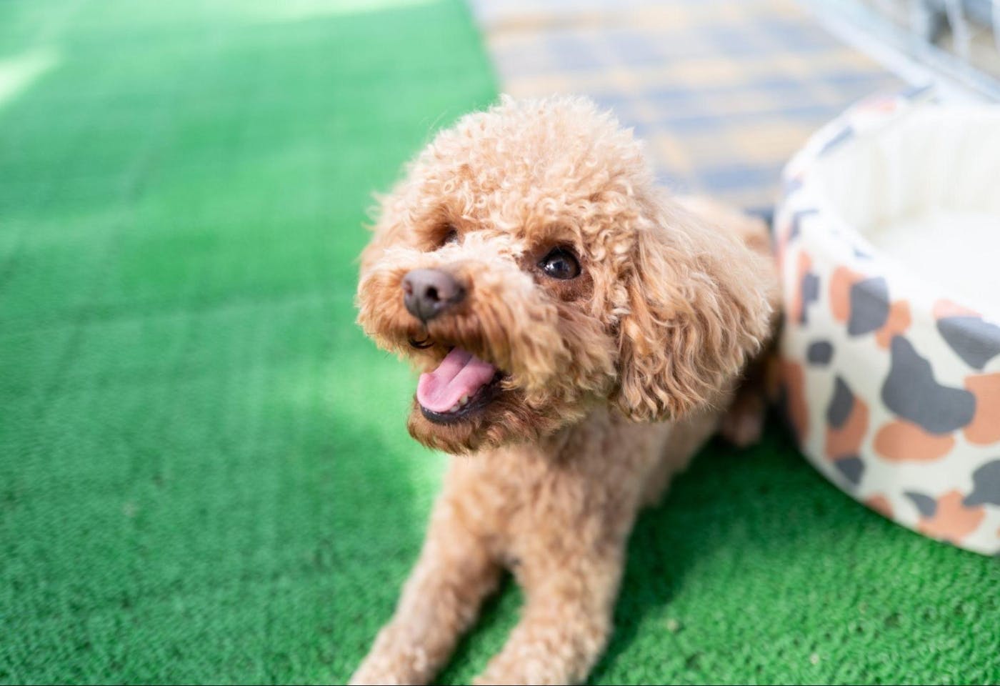 愛犬の腸内フローラについて