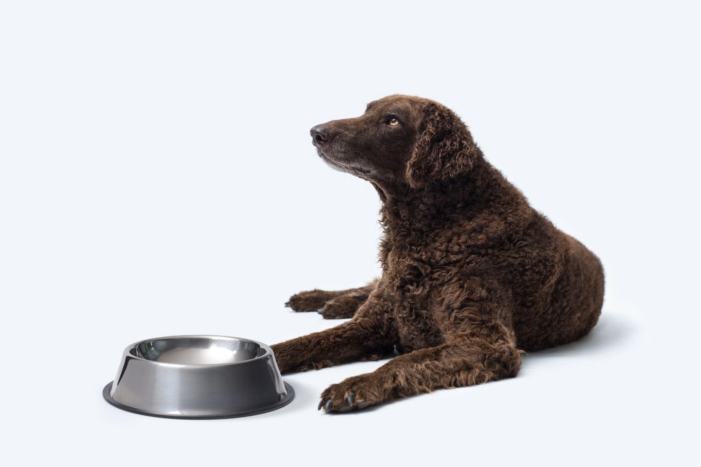犬にかまぼこを与える場合の適量は？