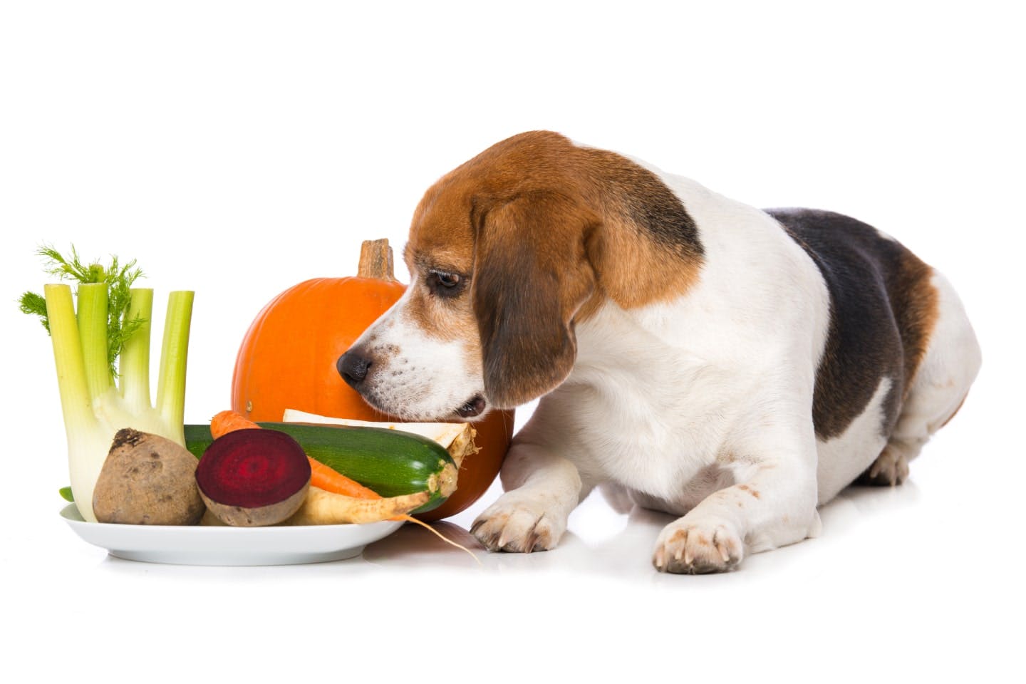 犬は雑食で食性は肉食寄り。祖先のオオカミから受け継いだ食事の習性などについて解説【獣医師監修】