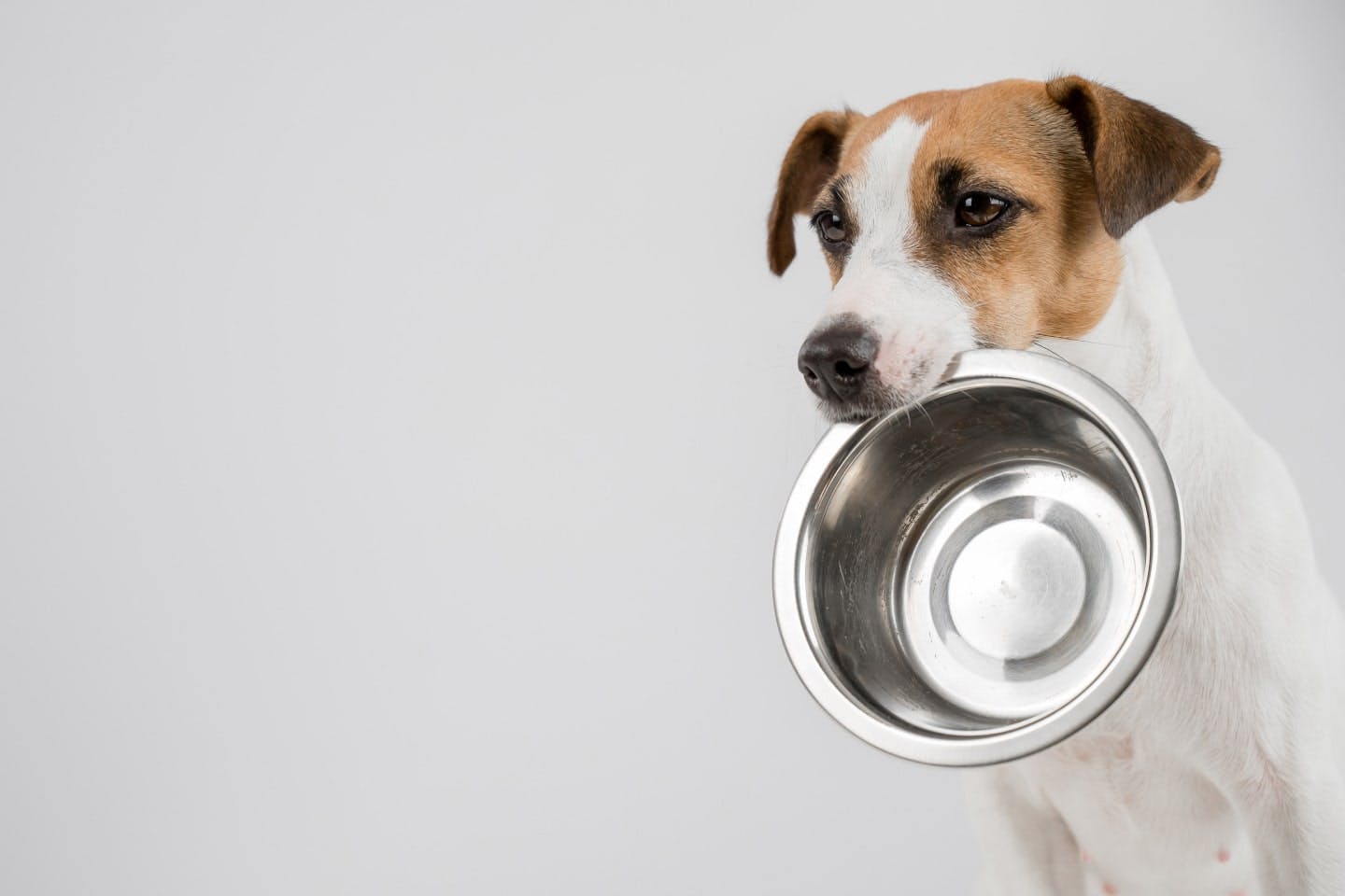 犬は砂肝を食べられる！ まずは基本情報をチェック