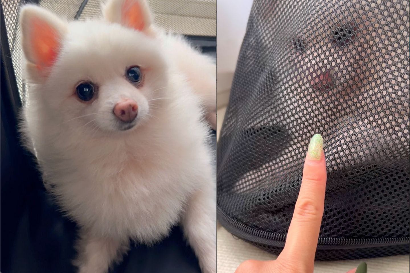 犬も猫も使える! 「ケージになる折りたたみペットリュック」通気性 メッシュ 犬も猫も使える! 「ケージになる折りたたみペットリュック」通気性 メッシュ