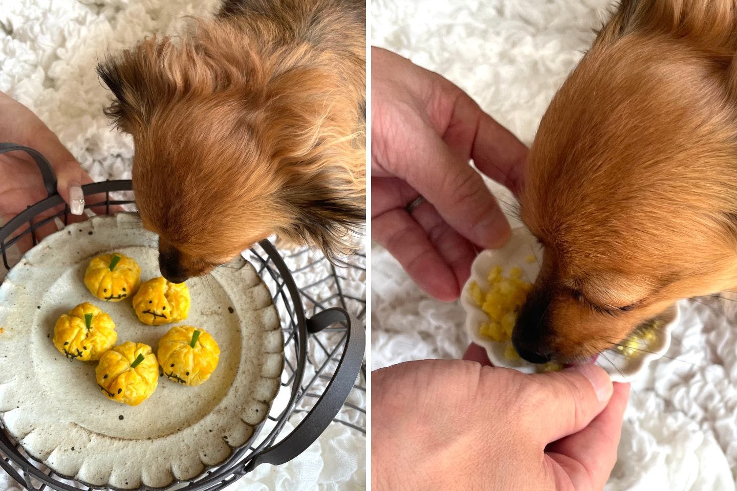 【レビュー】愛犬に「ジャック・オ・ランタン風スイートポテト」を与えてみた! 【レビュー】愛犬に「ジャック・オ・ランタン風スイートポテト」を与えてみた!