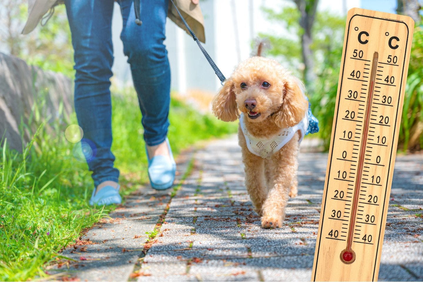 【2025最新版】常識を見直せ! 犬の命を守る夏の過ごし方。夏の散歩と熱対策の最前線