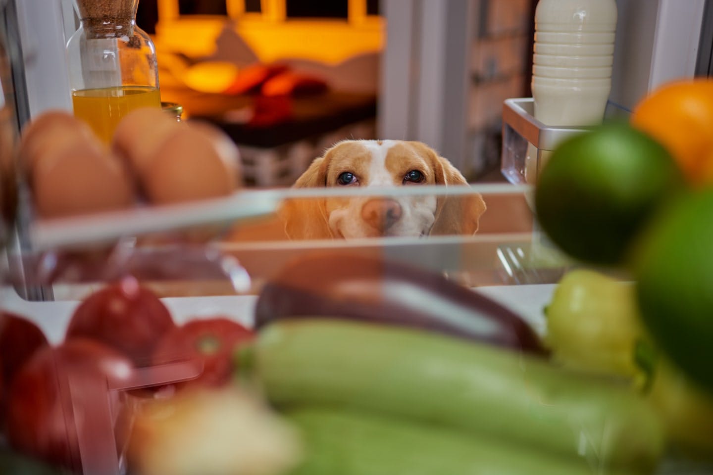 犬に絶対食べさせちゃいけないものはなに？