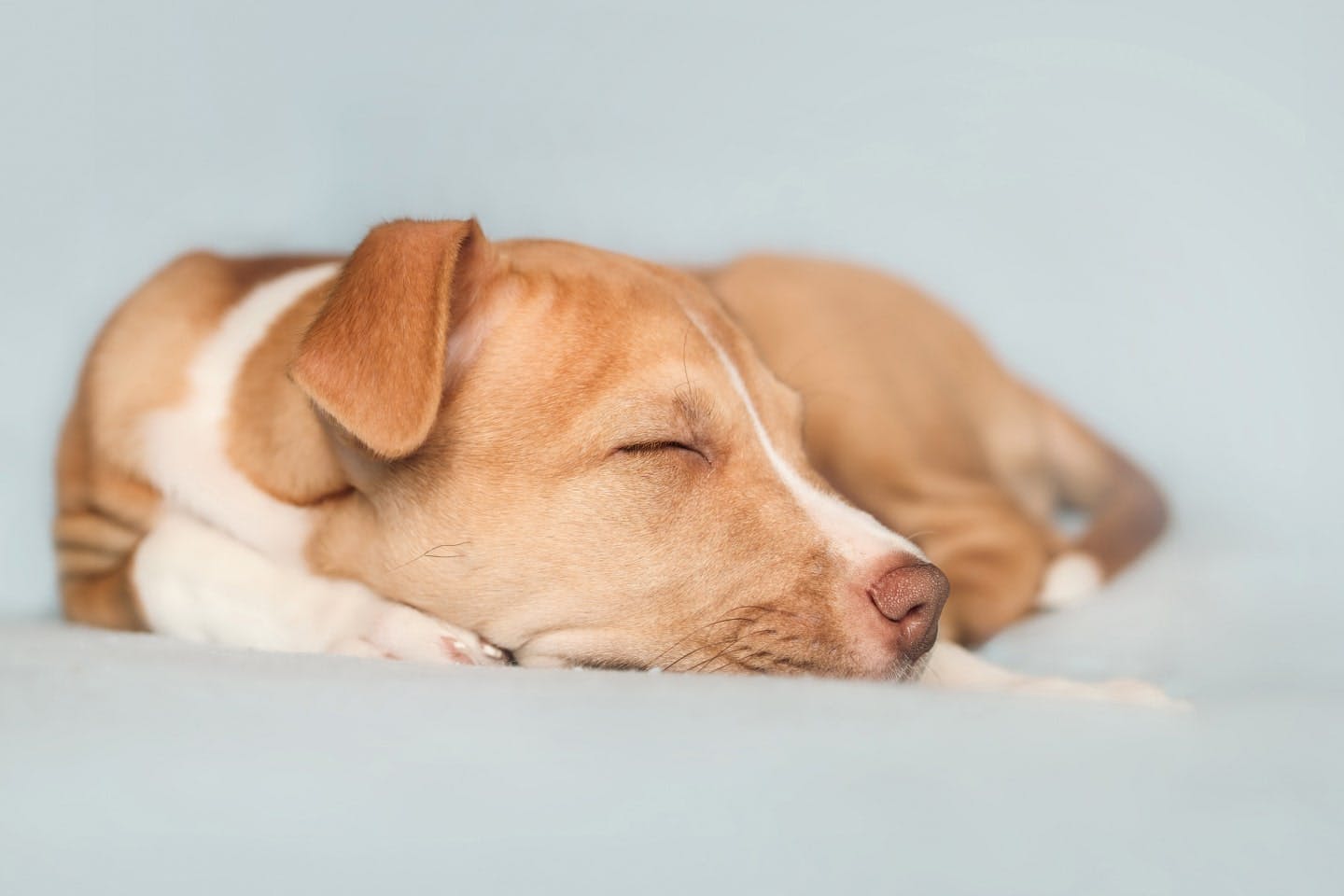 犬に絶対食べさせてはいけない食べ物は？