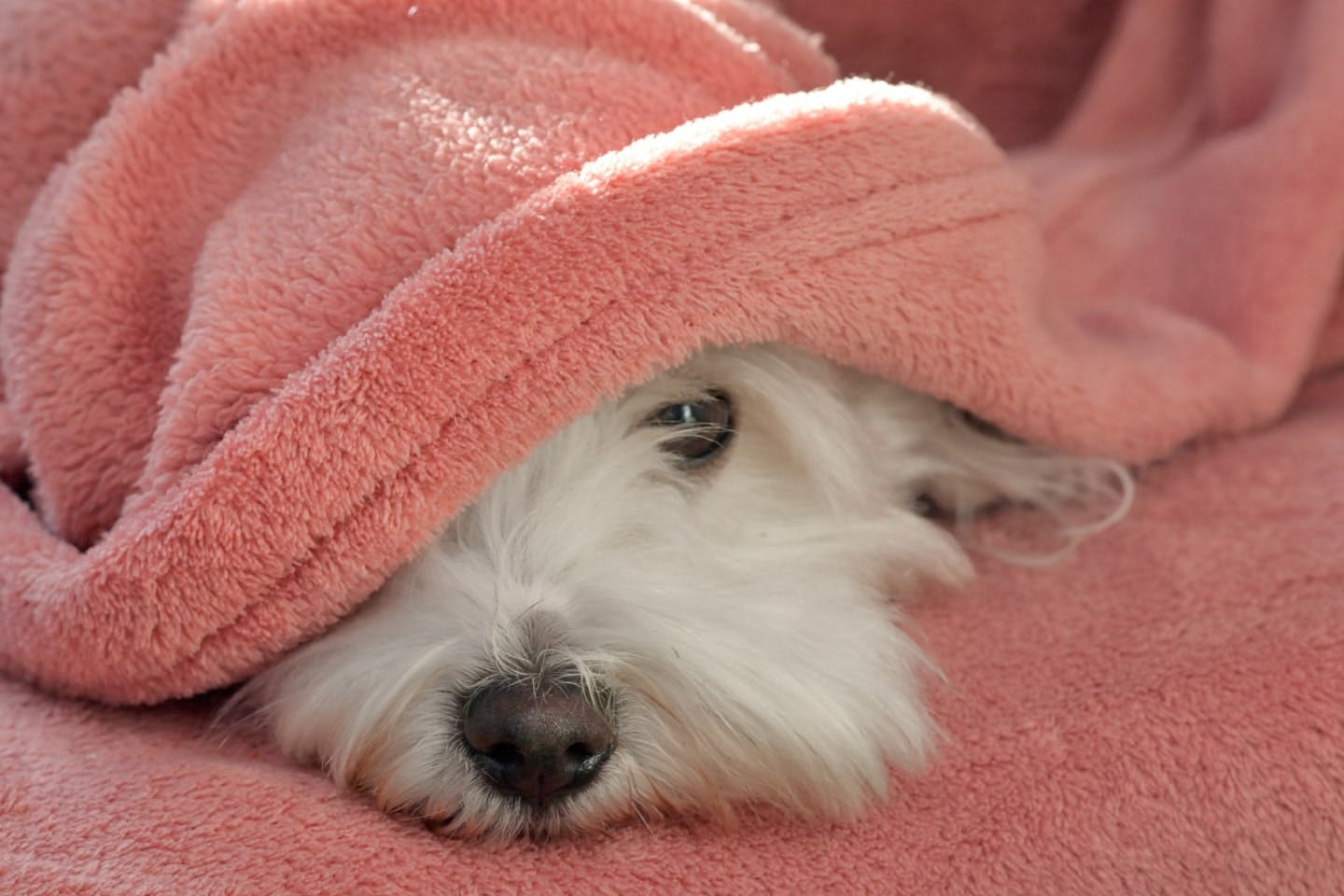急に犬の白髪が増えたときは病気やストレスのサインかも