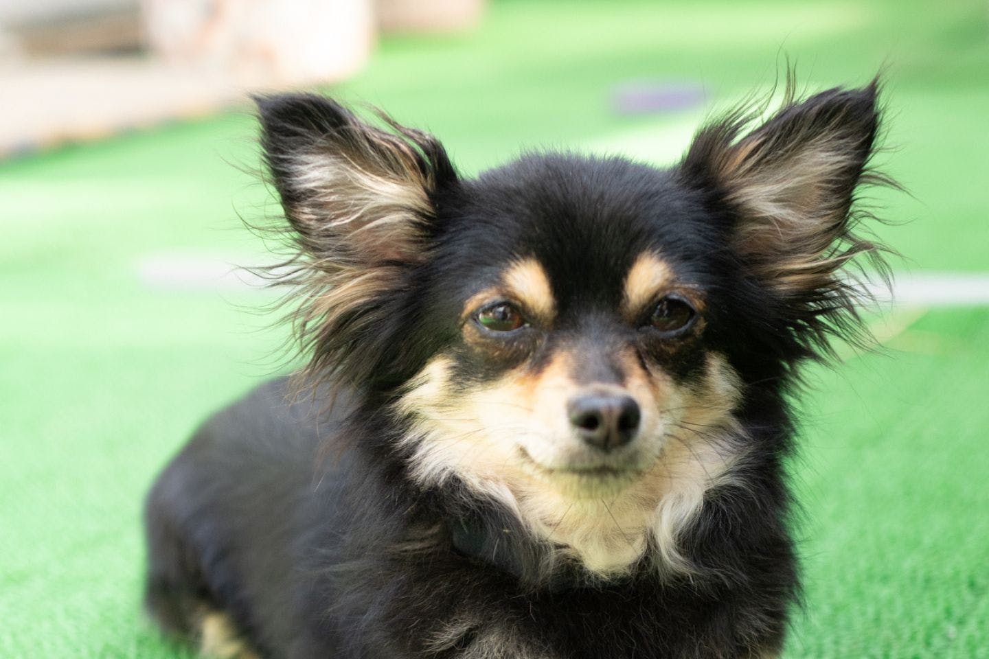 ドッグランでくつろぐ愛犬