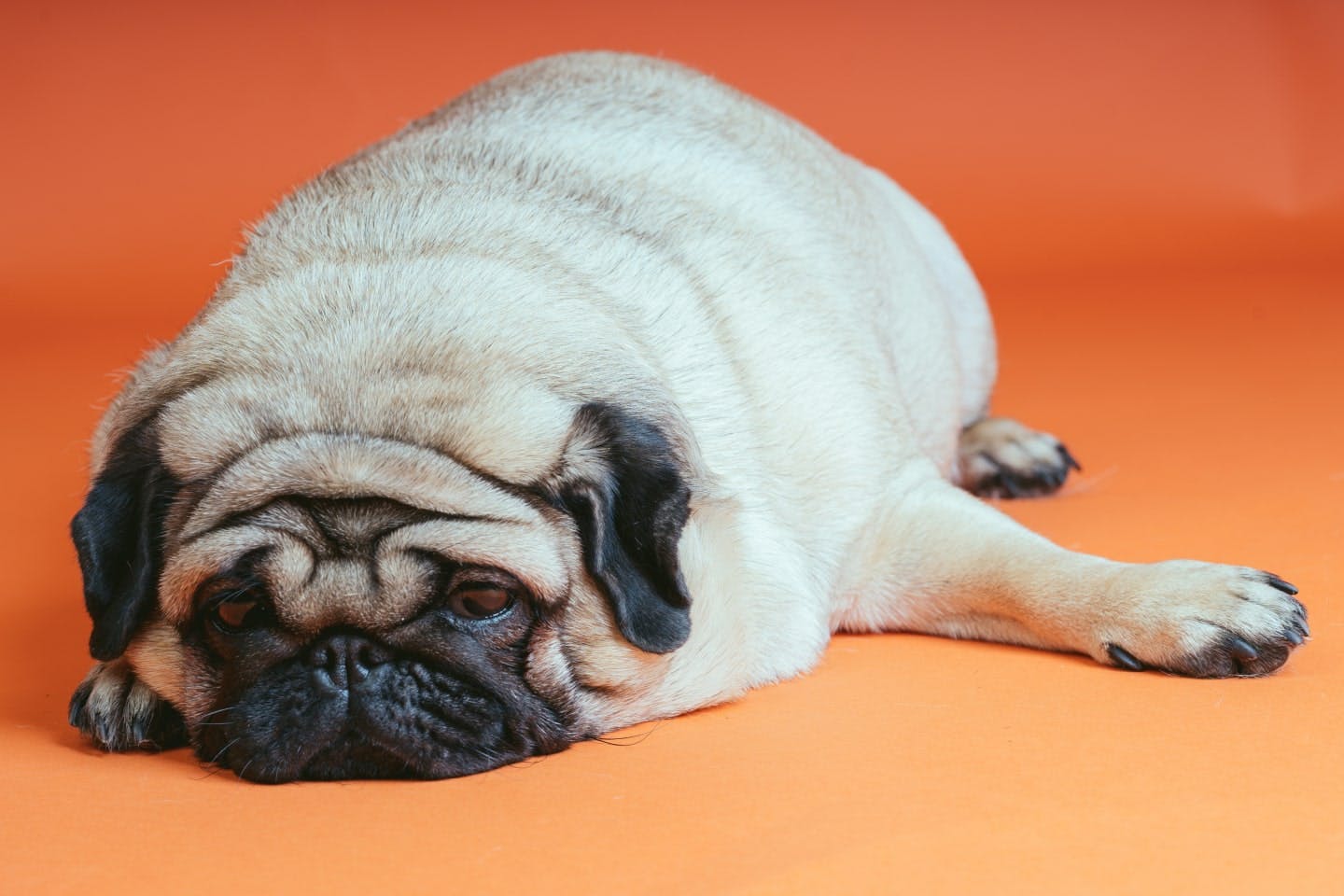 犬に絶対食べさせてはいけない食べ物は? 犬に絶対食べさせてはいけない食べ物は?