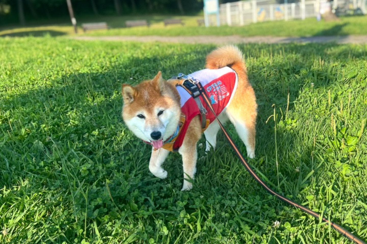 猛暑 真夏日の犬の散歩 猛暑 真夏日の犬の散歩
