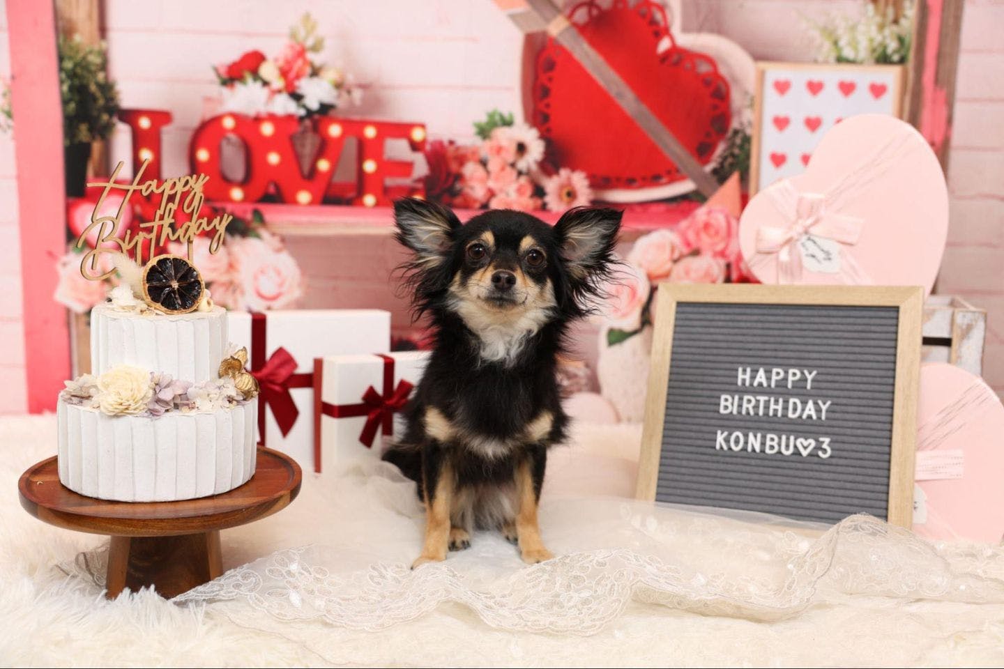 愛犬こんぶの初めてのスタジオ撮影風景