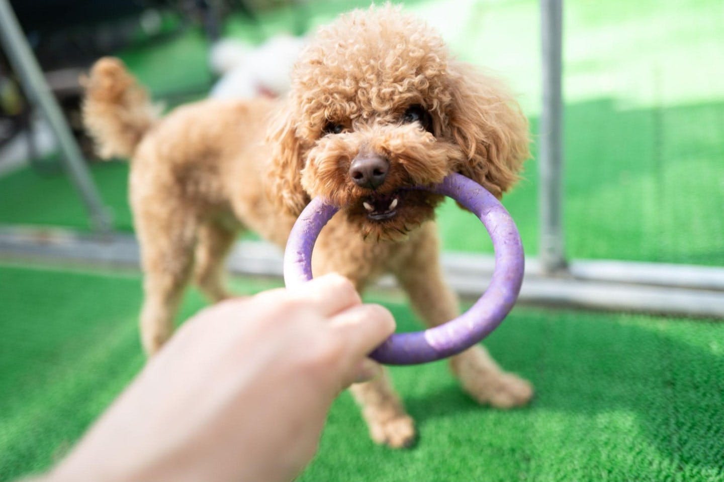 おもちゃをくわえる犬