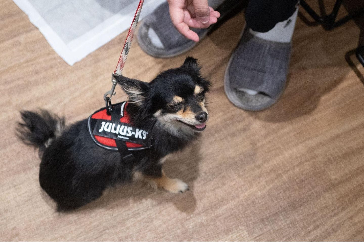 【体験レポート】誕生日を迎えるこんぶと行く！撮影当日のリアル
