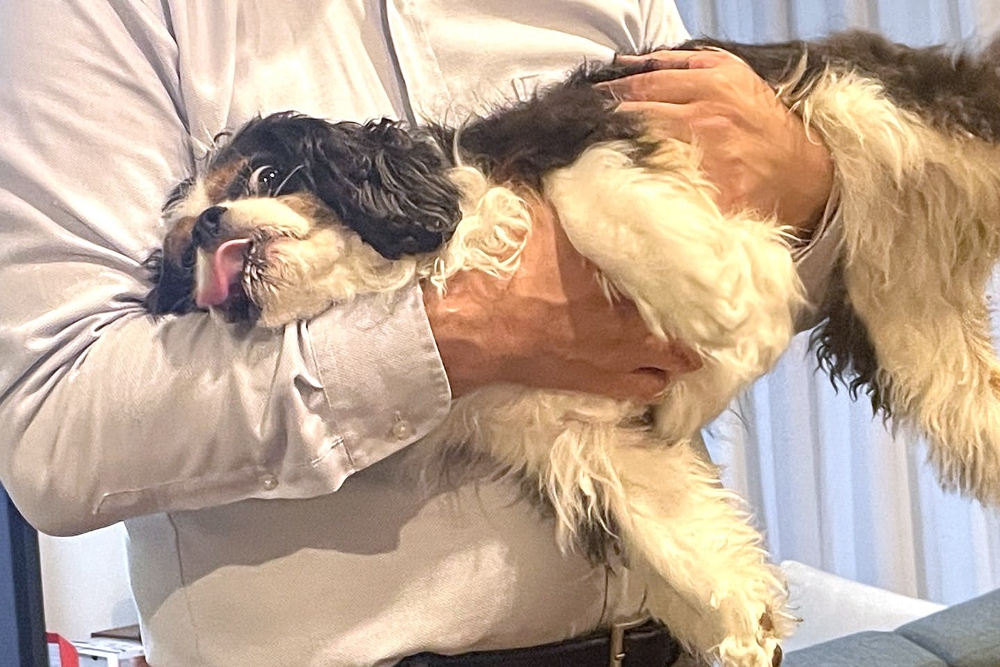 抱えられて舌を出すキャバリア