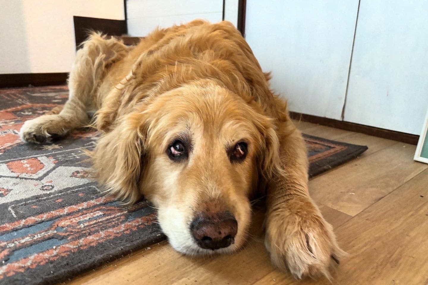 夕方まではいつも通りだった