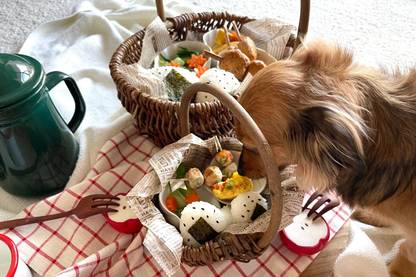 【レビュー】愛犬に手作りピクニック弁当を与えてみた！