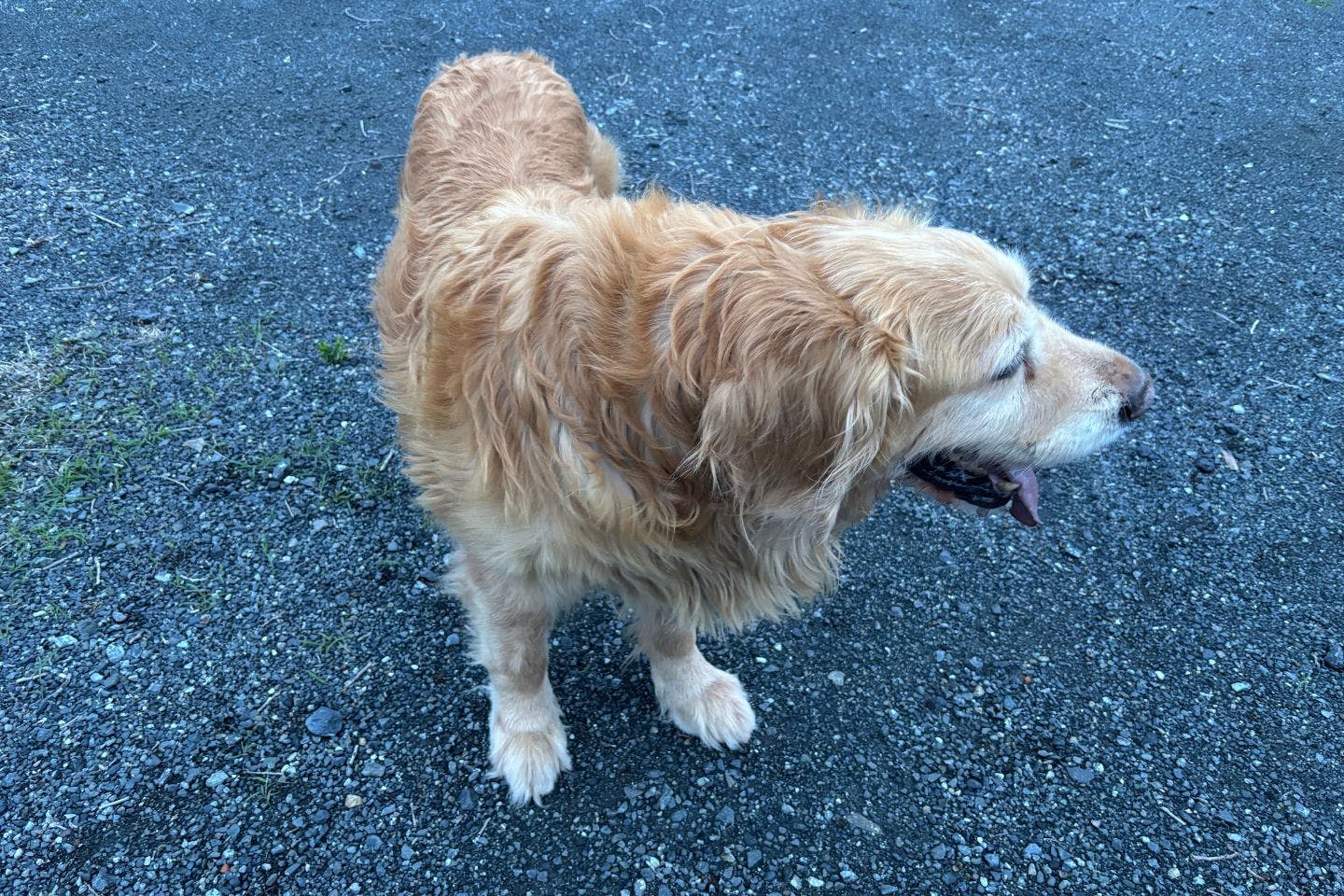 散歩の道をゆく愛犬レイル 散歩の道をゆく愛犬レイル