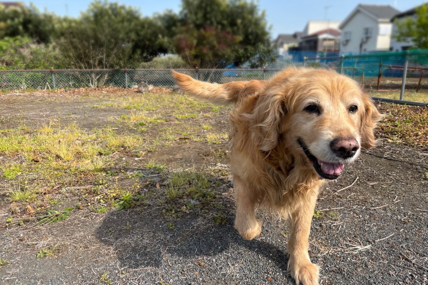 野原までズンズンと軽快に歩く愛犬レイル