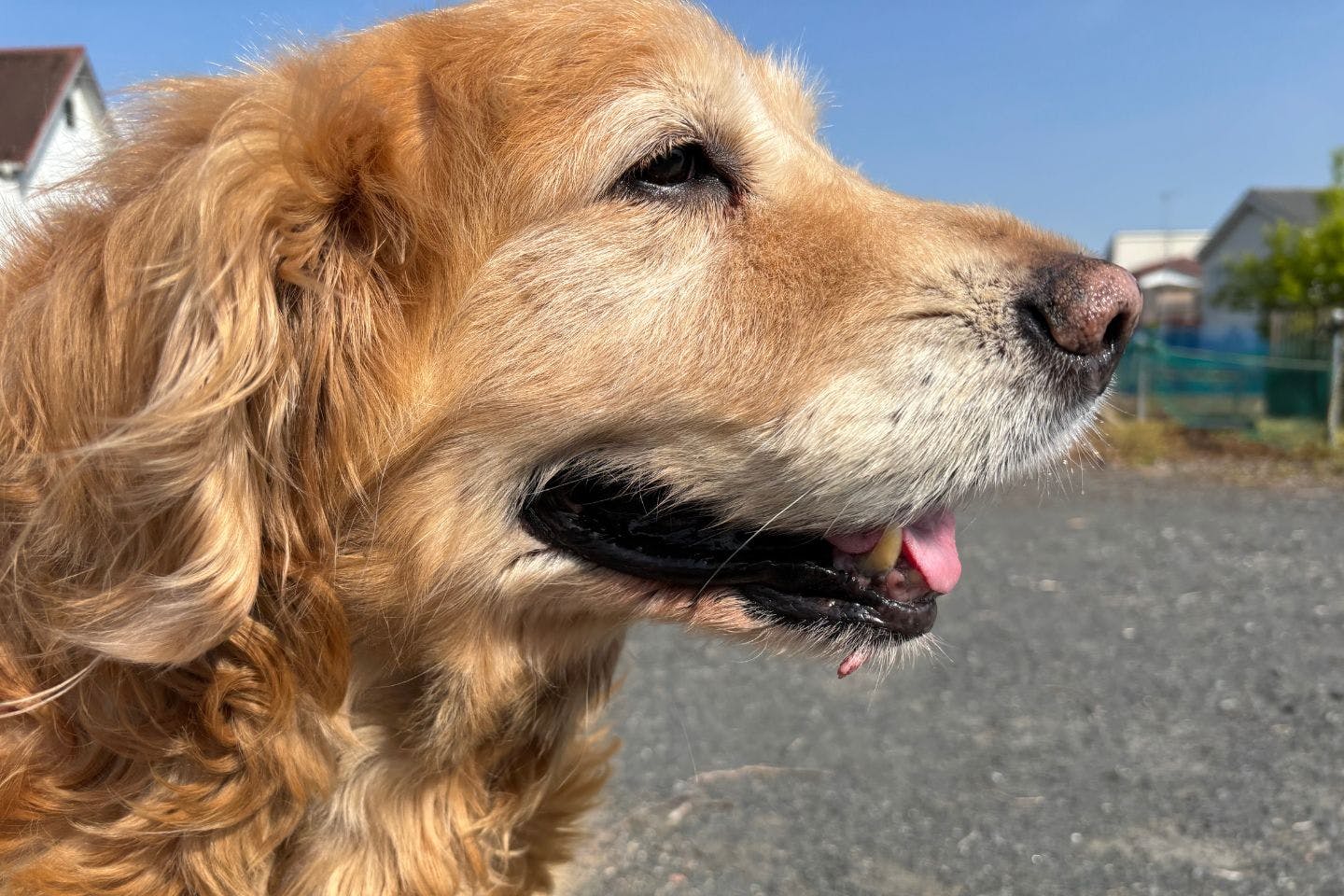 天気も良く、調子が良い日の愛犬レイル