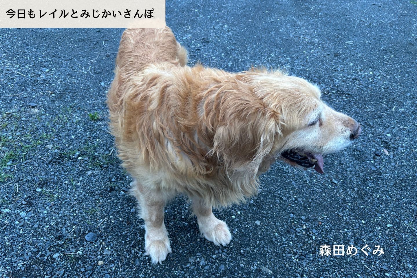 【連載】最後の夜｜森田めぐみ｜今日もレイルとみじかいさんぽ