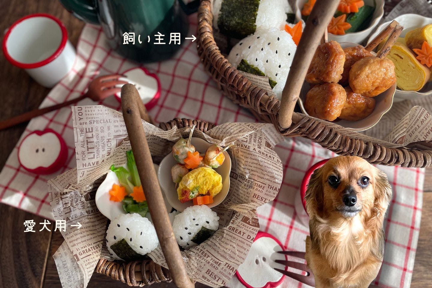 行楽シーズンのピクニックにピッタリ！ 愛犬と食べられるお弁当を手作り【カインズ愛犬レシピ】