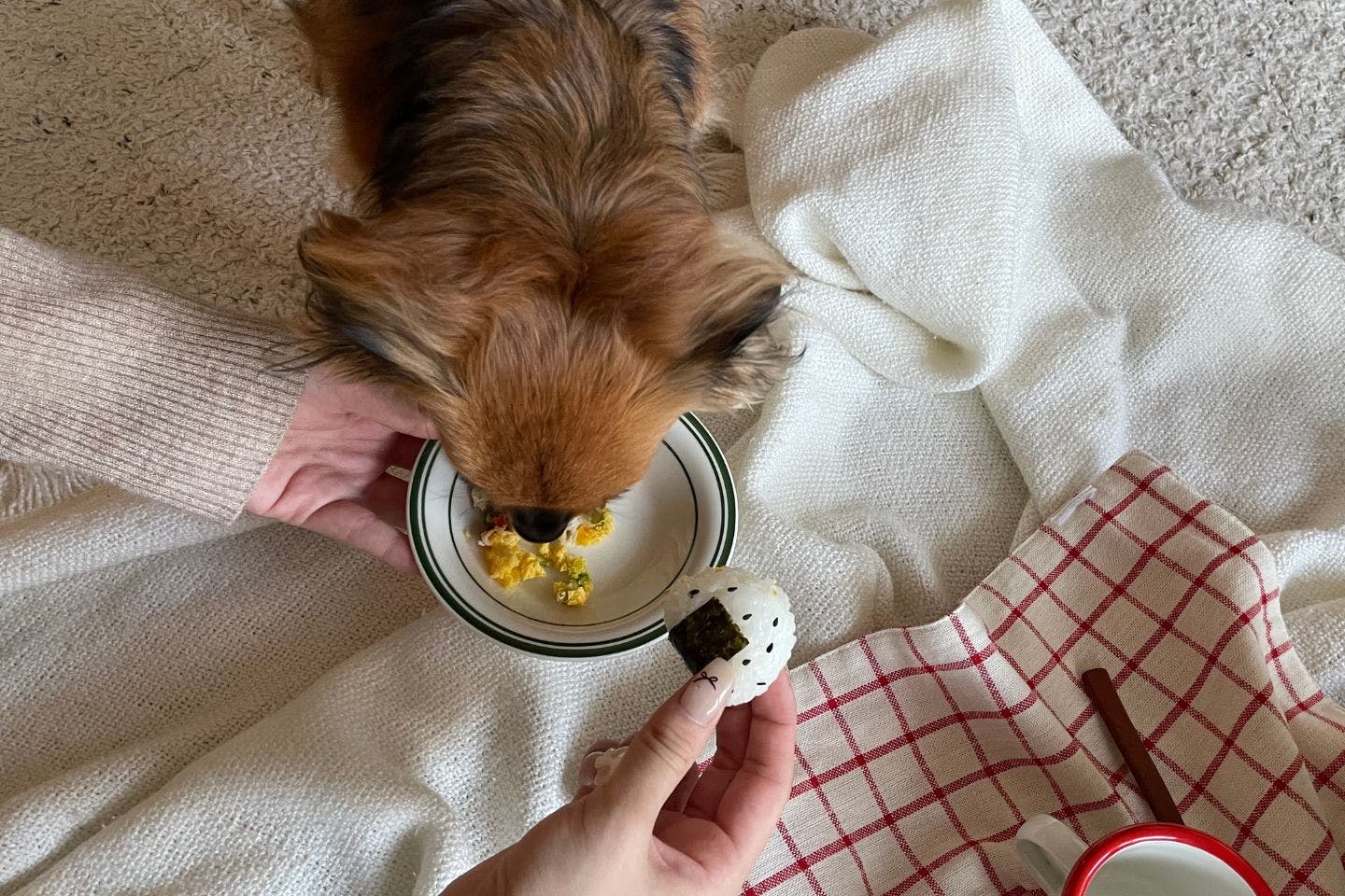 【レビュー】愛犬に手作りピクニック弁当を与えてみた！