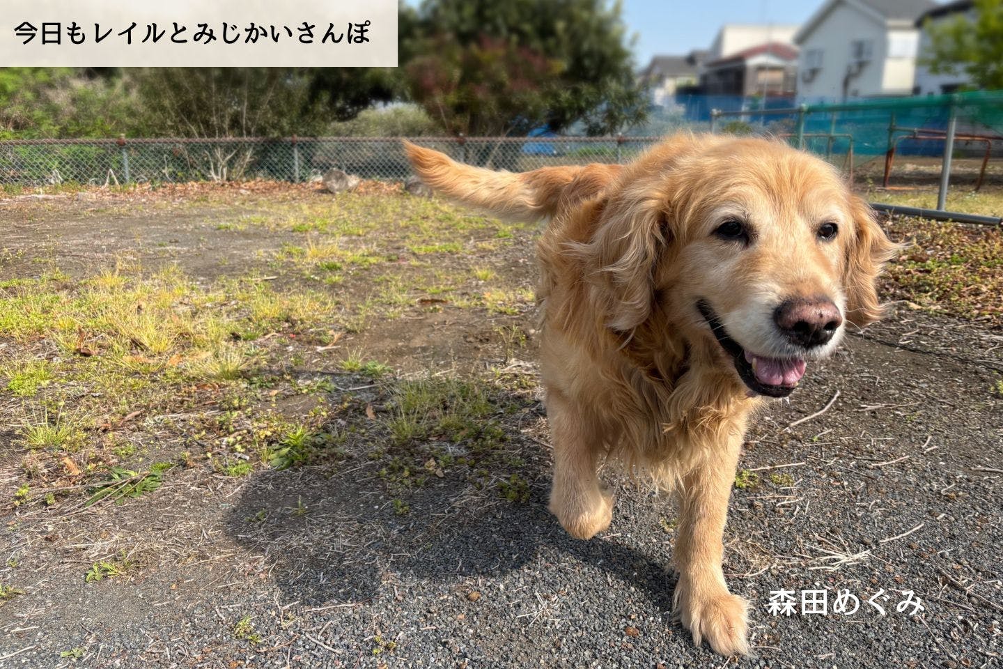 【連載】ごはんを食べなくなってしまったレイル|森田めぐみ|今日もレイルとみじかいさんぽ