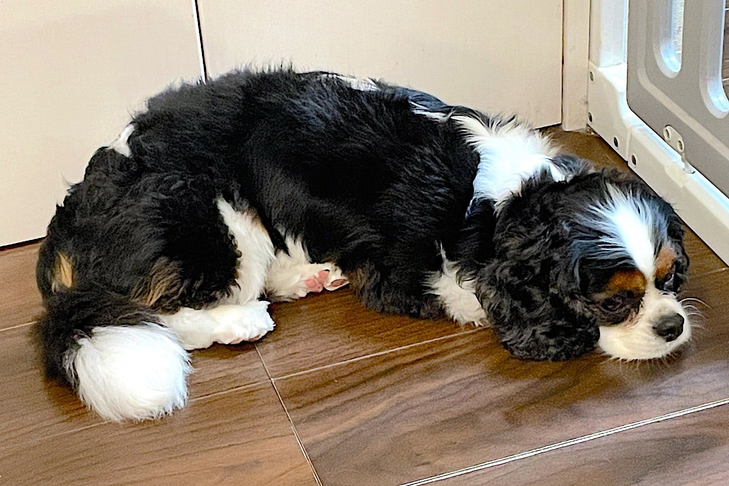 床で伏せるキャバリア