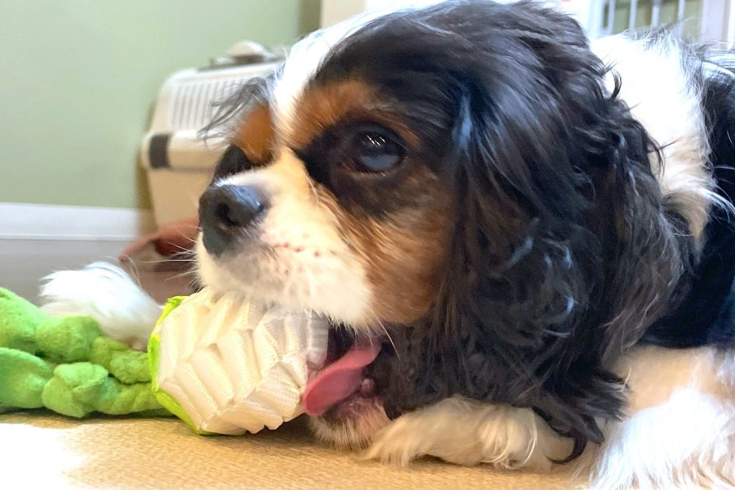 ロープトイをくわえるキャバリア