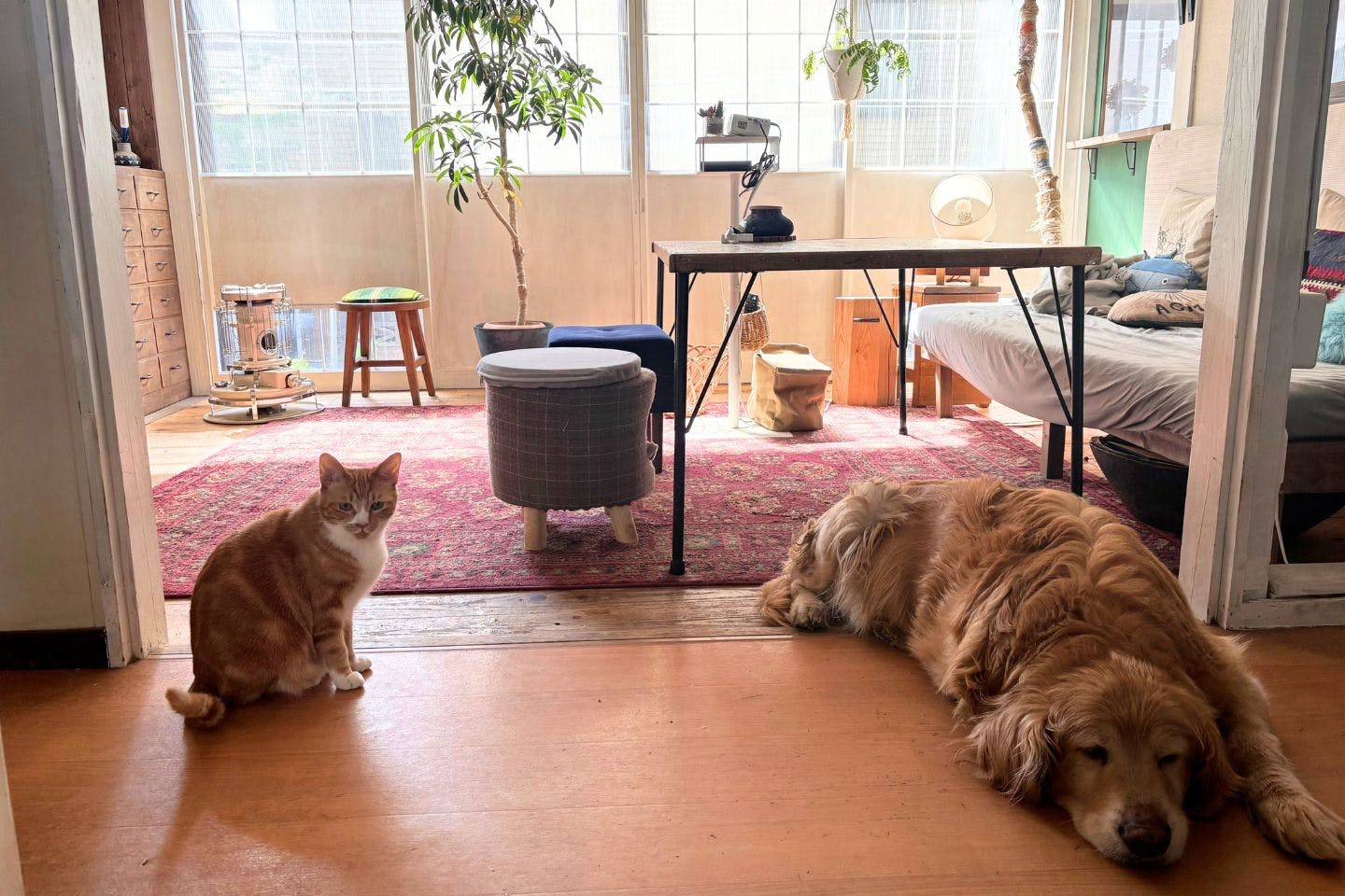 ほとんどの時間は寝ている、愛犬・レイル