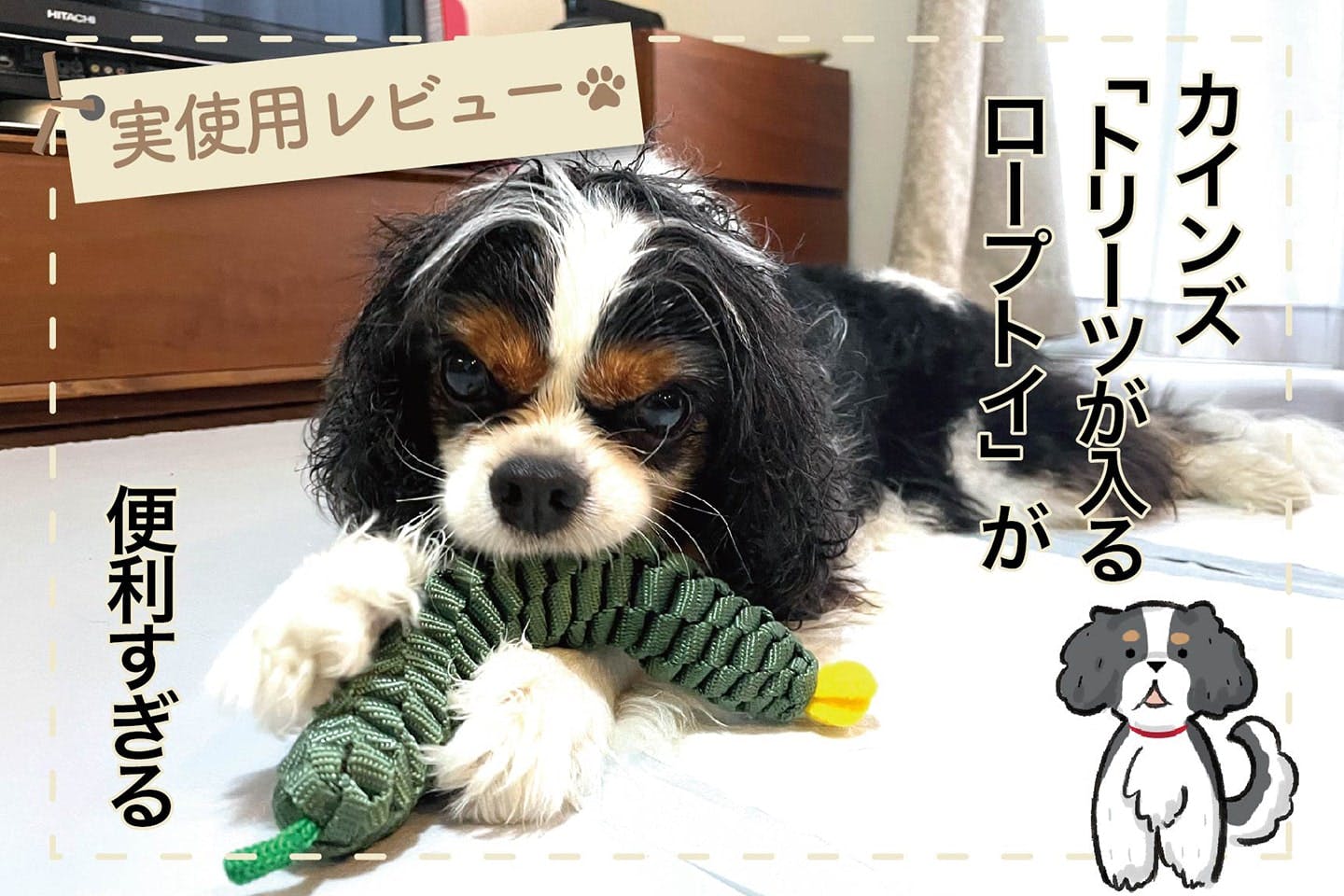 愛犬がおやつ探しにどハマり！ 遊びながら知育が叶う、カインズ