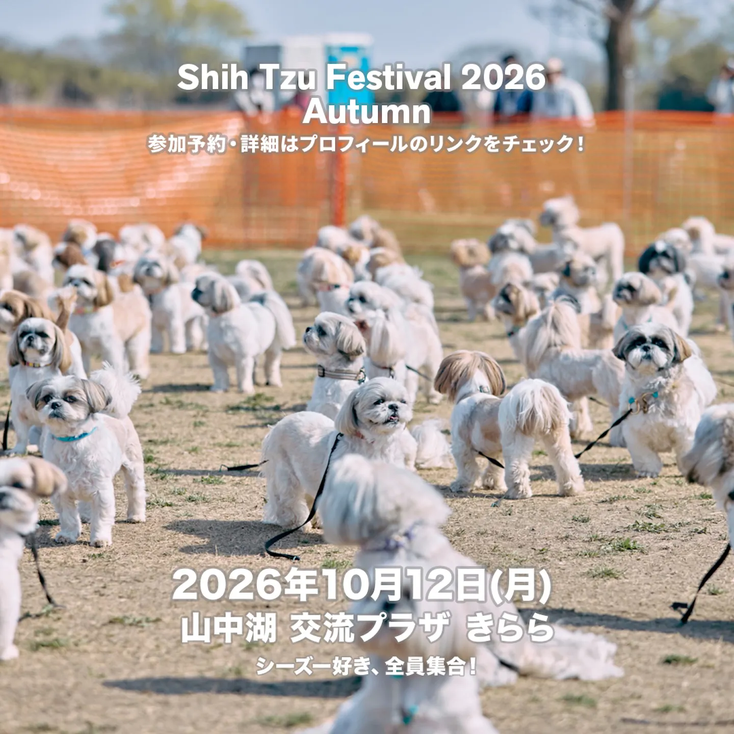 Shih Tzu Festival 2026 Autumn Shih Tzu Festival 2026 Autumn
