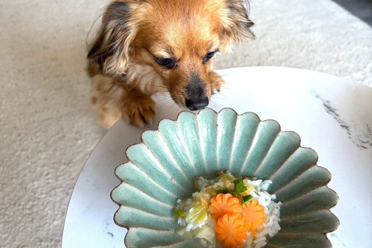 七草風おかゆに興味を示す犬 七草風おかゆに興味を示す犬