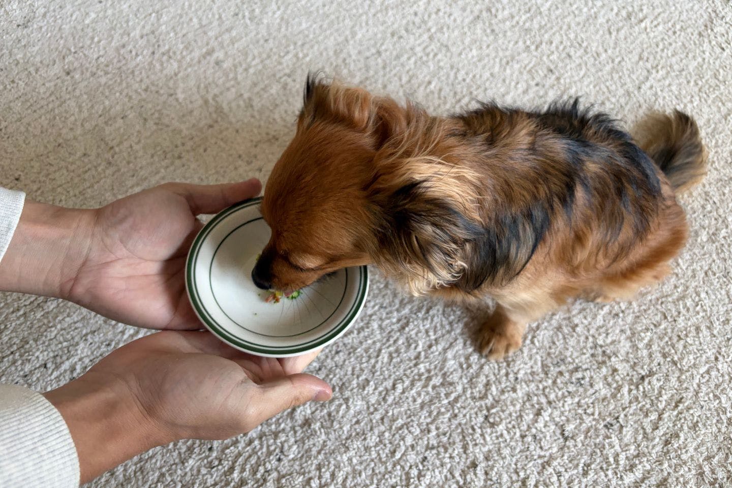 ポテサラツリーを食べる犬