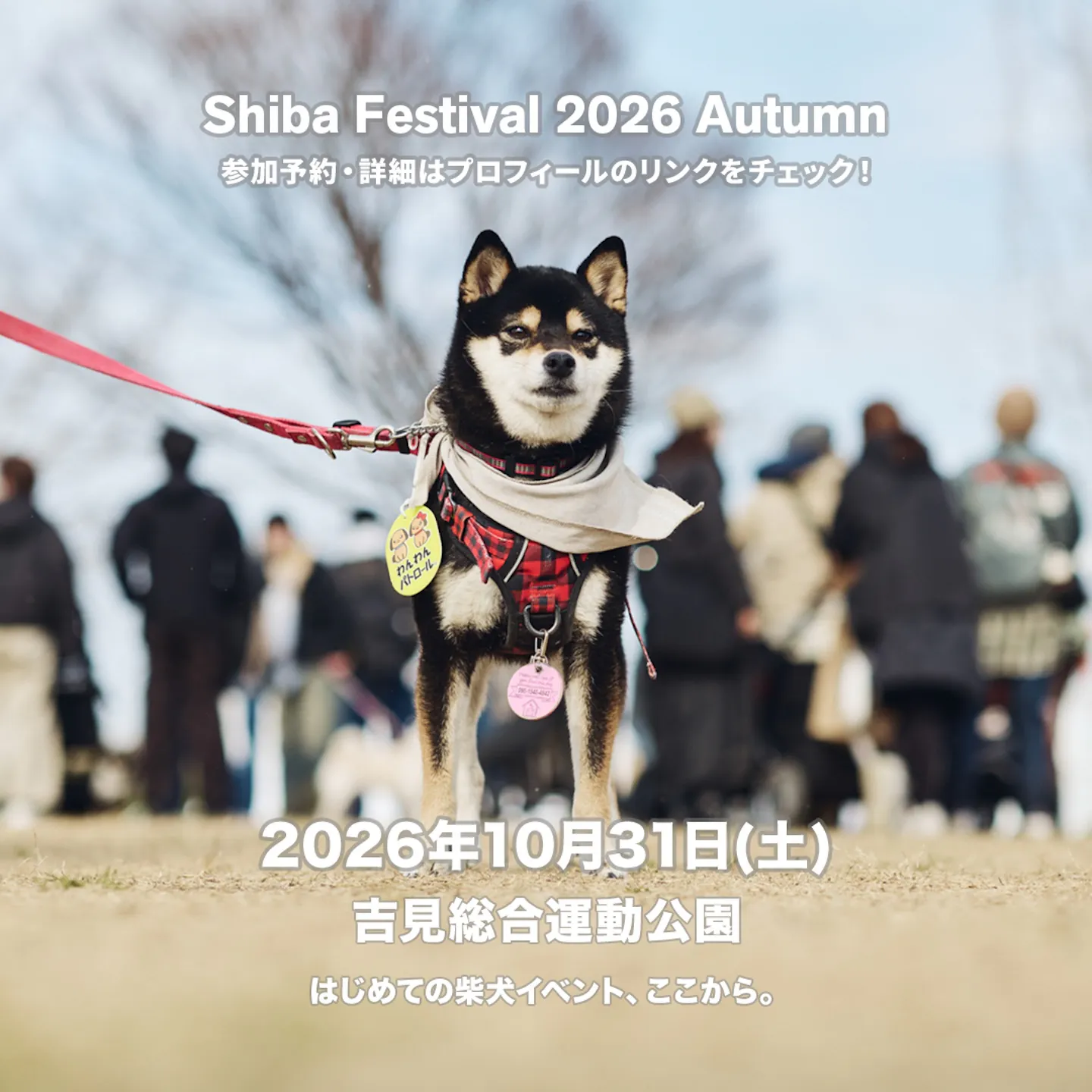 Shiba Festival 2026 Autumn Shiba Festival 2026 Autumn